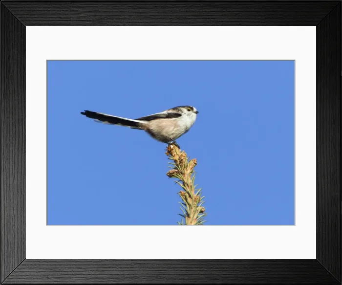 Framed Print : Picture No. 10887337 Framed Print : Picture No. 10887337