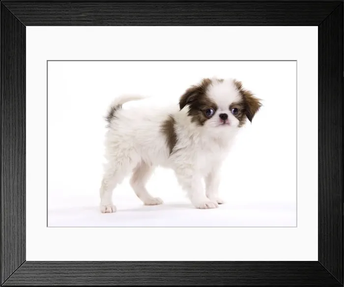 Framed Print : Picture No. 10888036 Framed Print : Picture No. 10888036