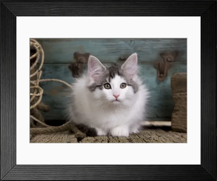 Framed Print : Picture No. 10887751 Framed Print : Picture No. 10887751