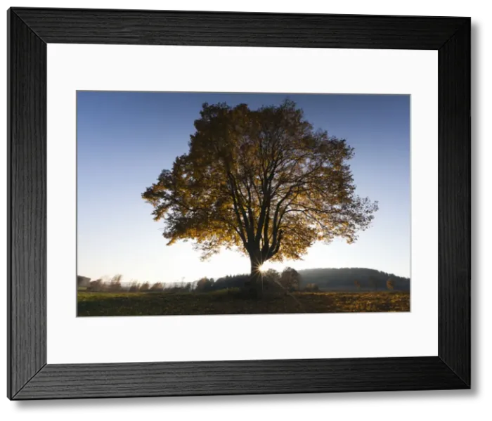 Framed Print : Picture No. 10887335