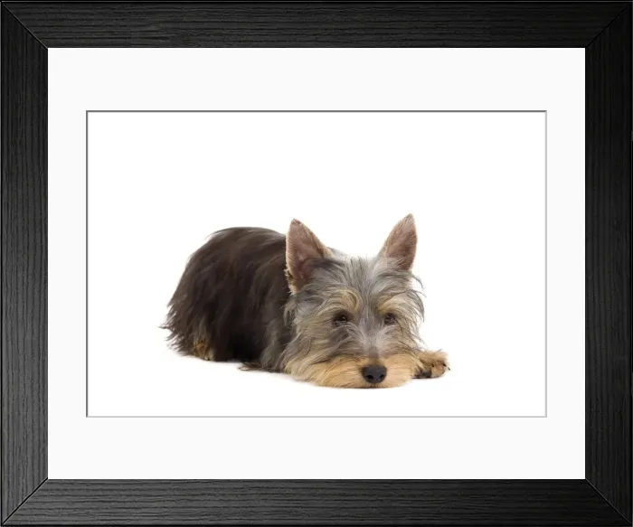 Framed Print : Picture No. 10888038 Framed Print : Picture No. 10888038