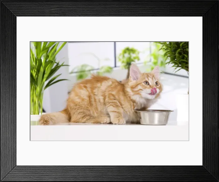 Framed Print : Picture No. 10887771