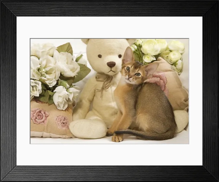 Framed Print : Picture No. 10887909 Framed Print : Picture No. 10887909