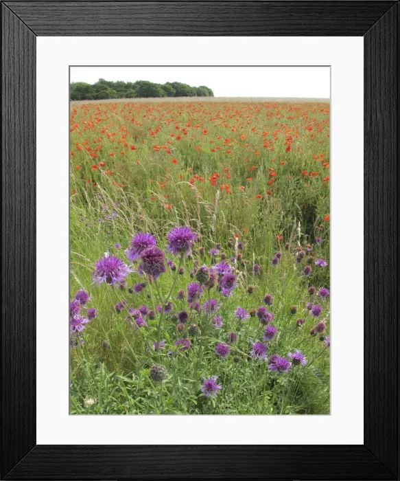 Framed Print : Picture No. 10887526 Framed Print : Picture No. 10887526