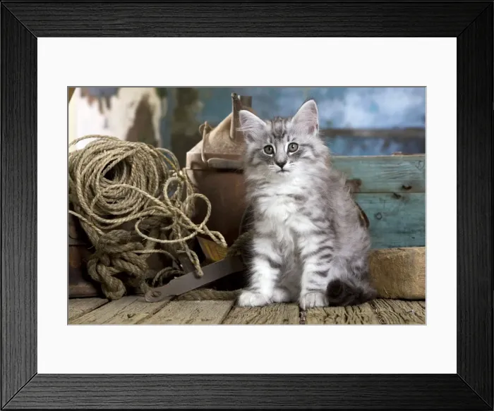 Framed Print : Picture No. 10887778 Framed Print : Picture No. 10887778