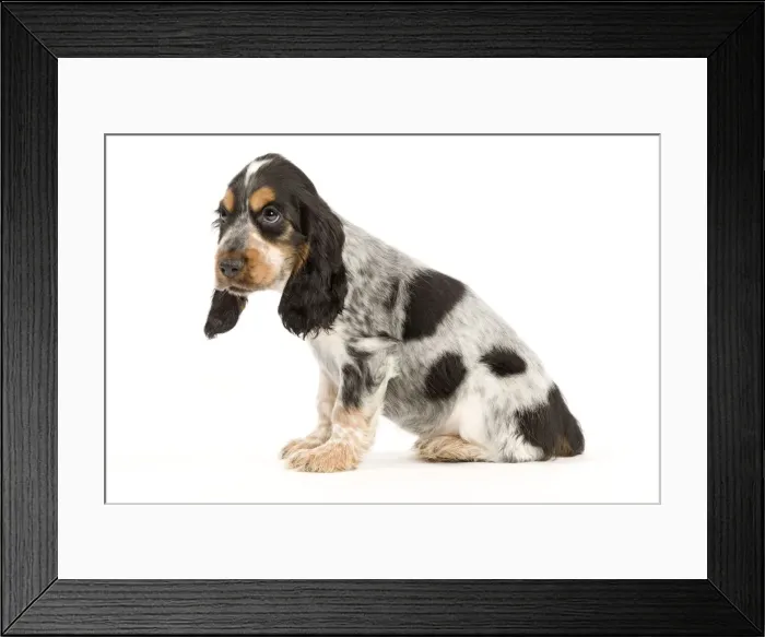 Framed Print : Picture No. 10888017 Framed Print : Picture No. 10888017