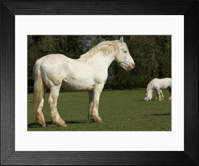 Framed Print : Picture No. 10887928 Framed Print : Picture No. 10887928