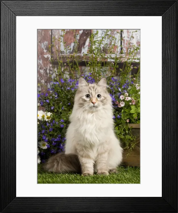 Framed Print : Picture No. 10887705 Framed Print : Picture No. 10887705