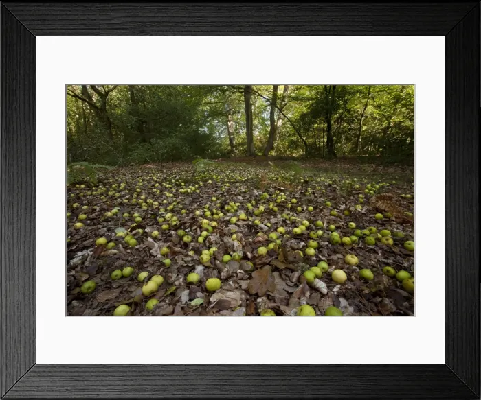 Framed Print : Picture No. 10887171 Framed Print : Picture No. 10887171