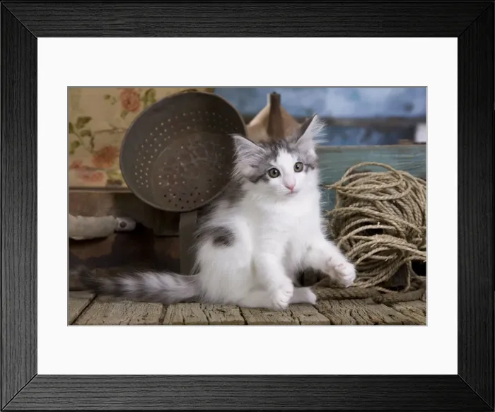Framed Print : Picture No. 10887748 Framed Print : Picture No. 10887748