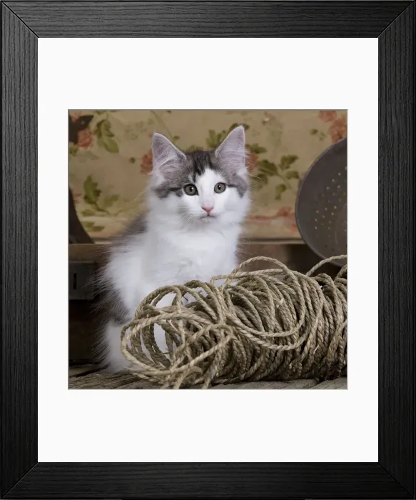 Framed Print : Picture No. 10887749 Framed Print : Picture No. 10887749