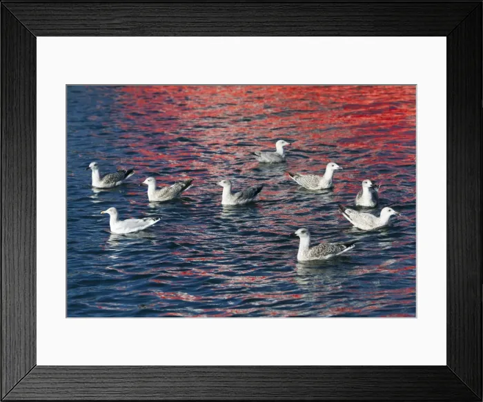 Framed Print : Picture No. 10887353 Framed Print : Picture No. 10887353