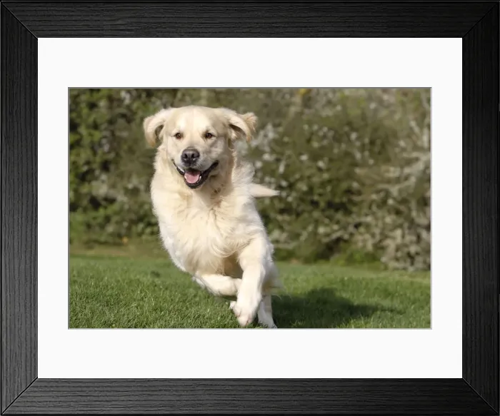 Framed Print : Picture No. 10887728 Framed Print : Picture No. 10887728