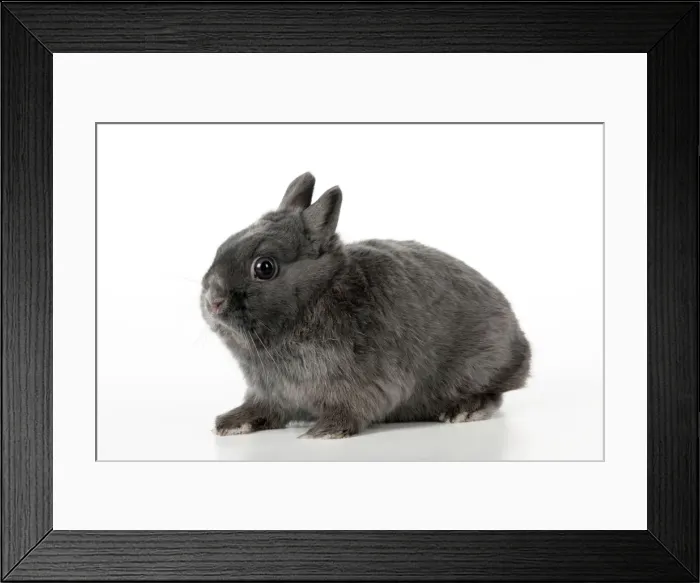 Framed Print : Picture No. 10887422 Framed Print : Picture No. 10887422