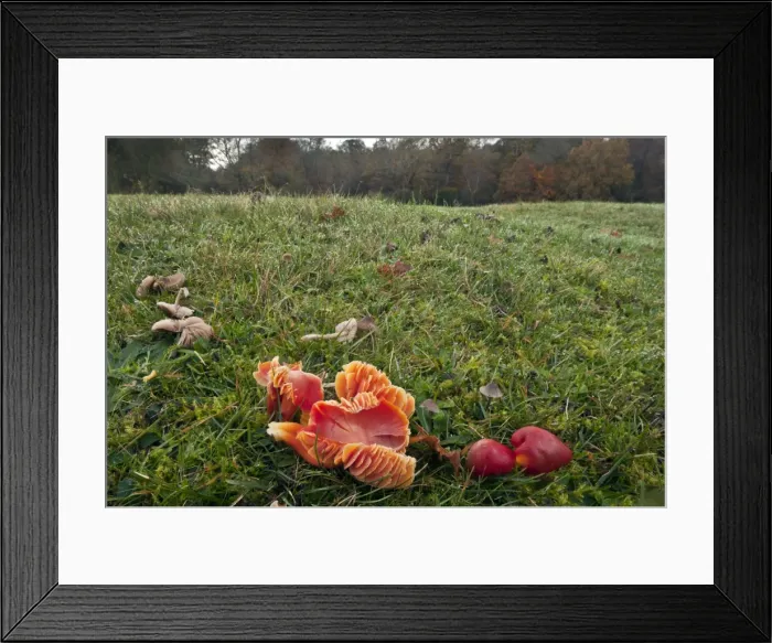 Framed Print : Picture No. 10887220 Framed Print : Picture No. 10887220