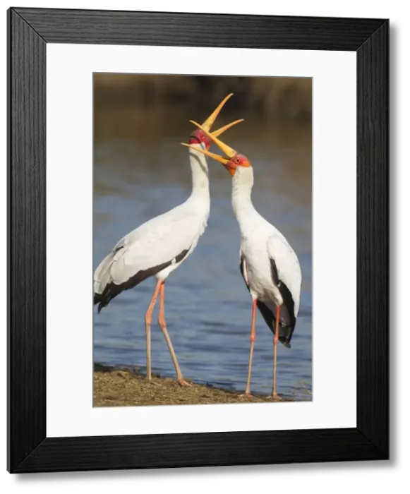 Framed Print : Picture No. 10887274 Framed Print : Picture No. 10887274
