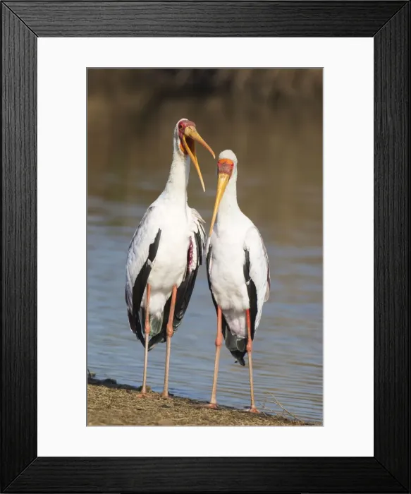 Framed Print : Picture No. 10887269 Framed Print : Picture No. 10887269