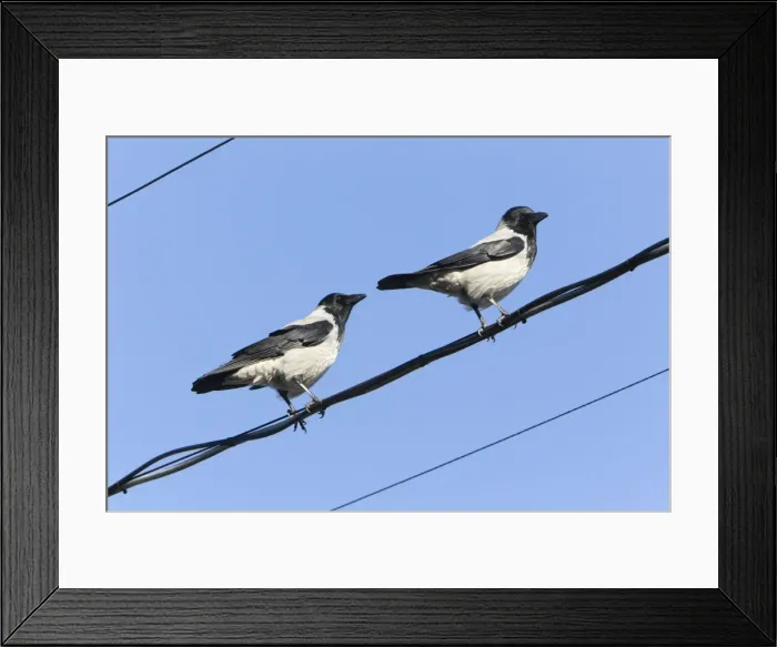 Framed Print : Picture No. 10887329 Framed Print : Picture No. 10887329