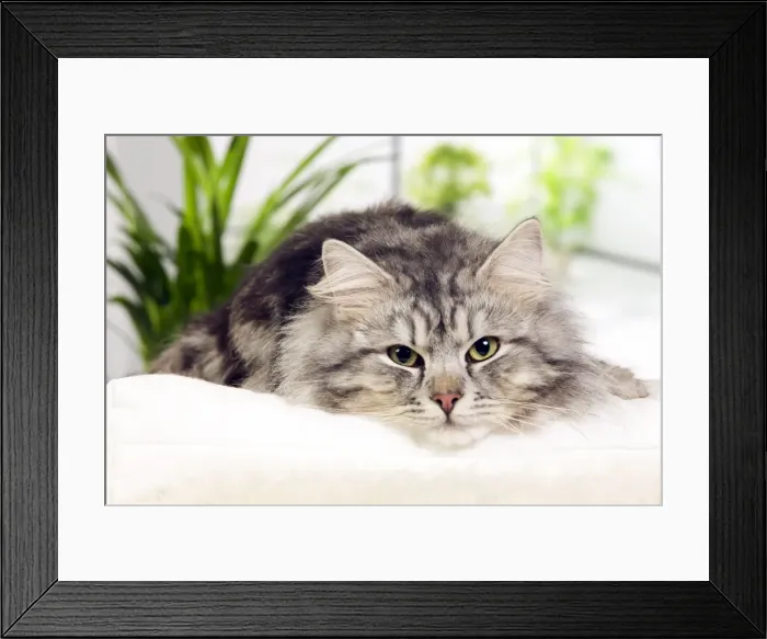 Framed Print : Picture No. 10887762 Framed Print : Picture No. 10887762