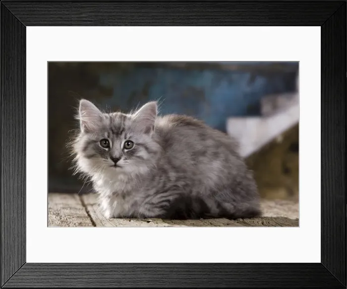 Framed Print : Picture No. 10887757 Framed Print : Picture No. 10887757