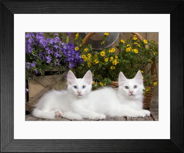 Framed Print : Picture No. 10887948 Framed Print : Picture No. 10887948