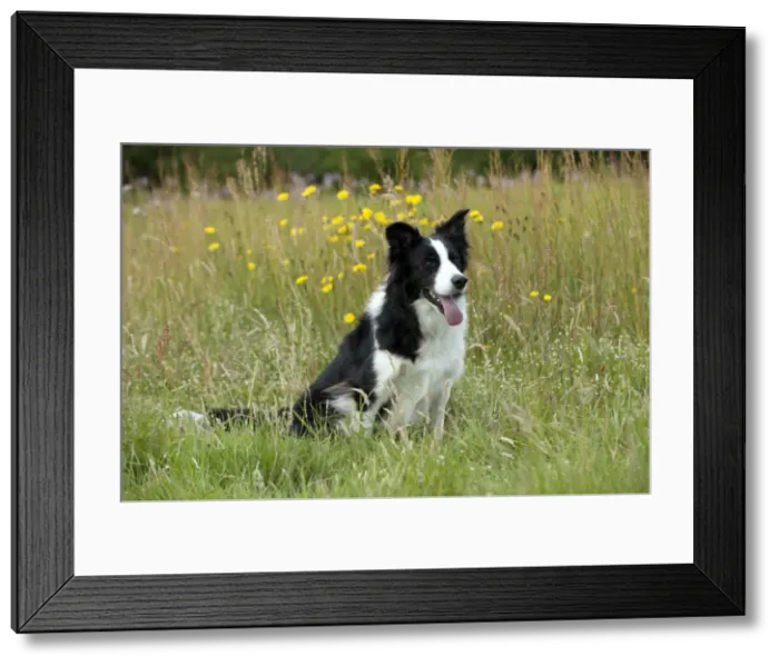 Framed Print : Picture No. 10887514 Framed Print : Picture No. 10887514