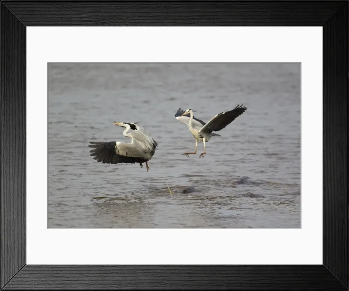 Framed Print : Picture No. 10887294 Framed Print : Picture No. 10887294