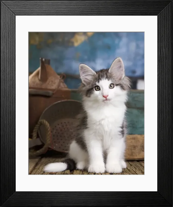 Framed Print : Picture No. 10887780 Framed Print : Picture No. 10887780