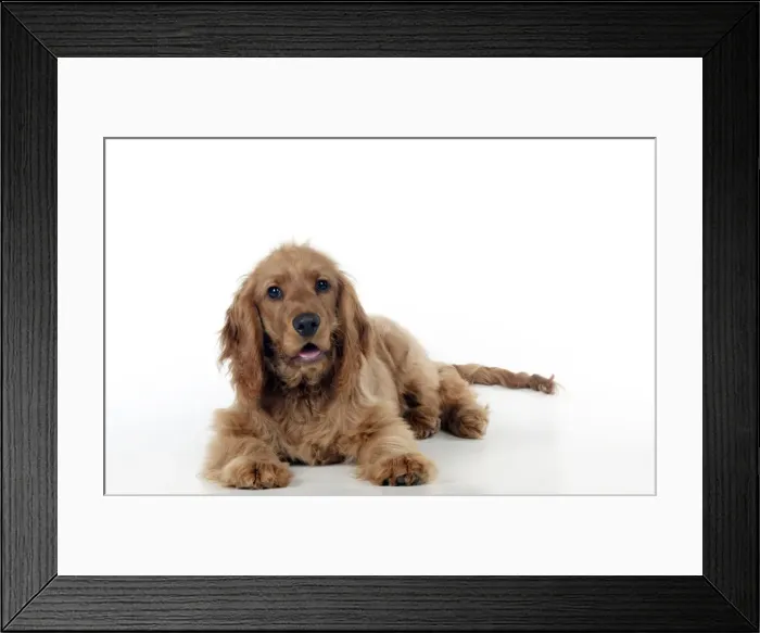 Framed Print : Picture No. 10887430 Framed Print : Picture No. 10887430