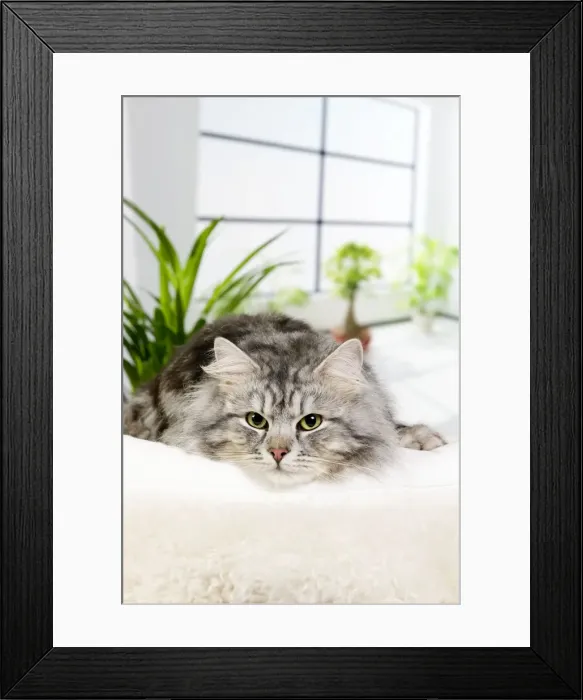 Framed Print : Picture No. 10887775