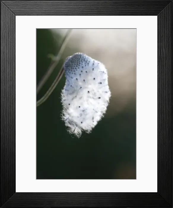 Framed Print : Picture No. 10887354