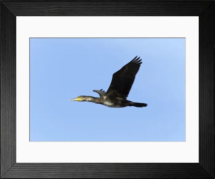 Framed Print : Picture No. 10887319 Framed Print : Picture No. 10887319