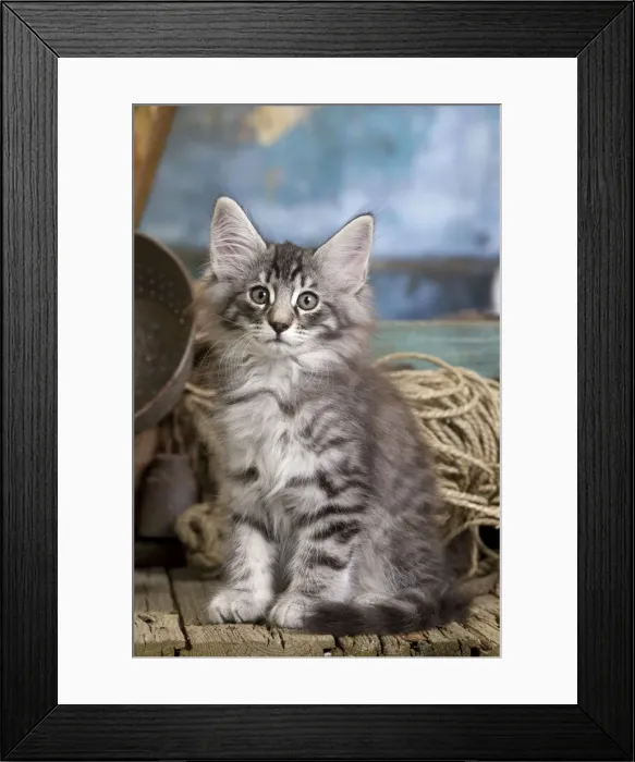 Framed Print : Picture No. 10887795 Framed Print : Picture No. 10887795