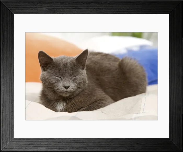 Framed Print : Picture No. 10887917 Framed Print : Picture No. 10887917