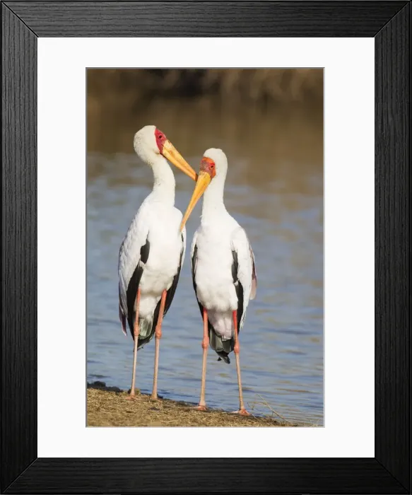 Framed Print : Picture No. 10887268 Framed Print : Picture No. 10887268
