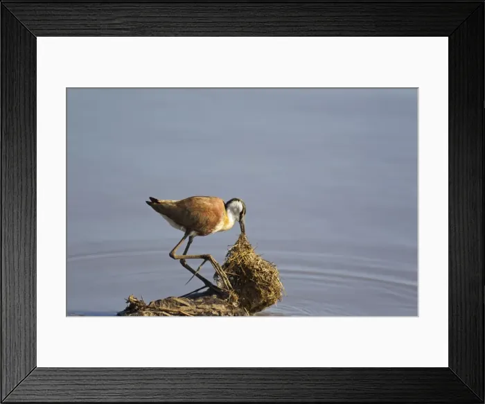 Framed Print : Picture No. 10887260 Framed Print : Picture No. 10887260