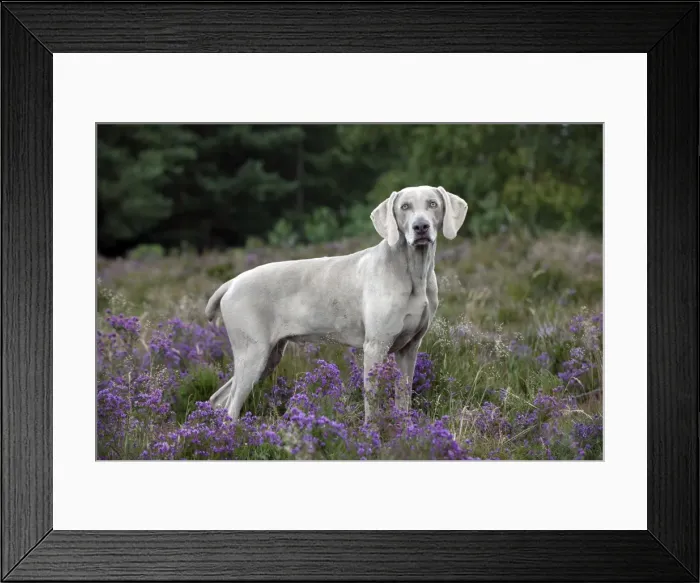 Framed Print : Picture No. 10887460 Framed Print : Picture No. 10887460
