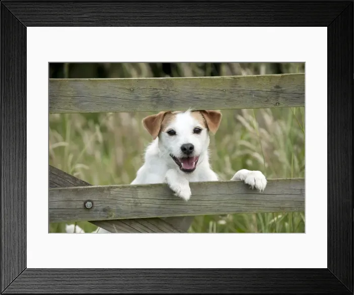 Framed Print : Picture No. 10887445 Framed Print : Picture No. 10887445