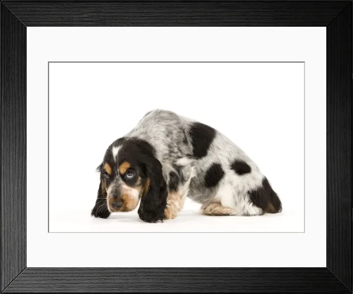 Framed Print : Picture No. 10888016 Framed Print : Picture No. 10888016