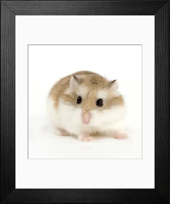 Framed Print : Picture No. 10888001 Framed Print : Picture No. 10888001
