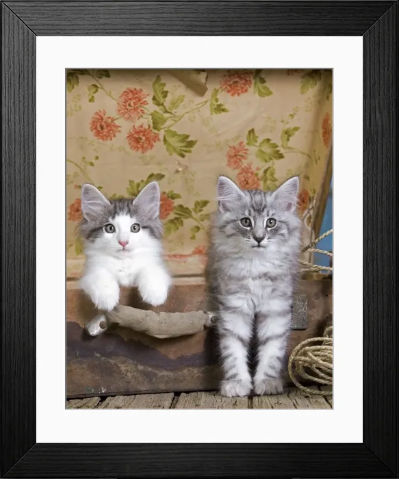 Framed Print : Picture No. 10887784 Framed Print : Picture No. 10887784