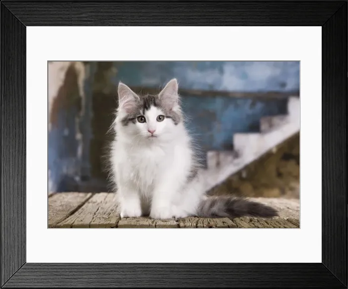 Framed Print : Picture No. 10887752 Framed Print : Picture No. 10887752