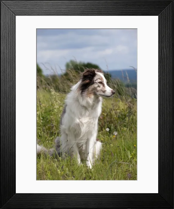 Framed Print : Picture No. 10887505 Framed Print : Picture No. 10887505
