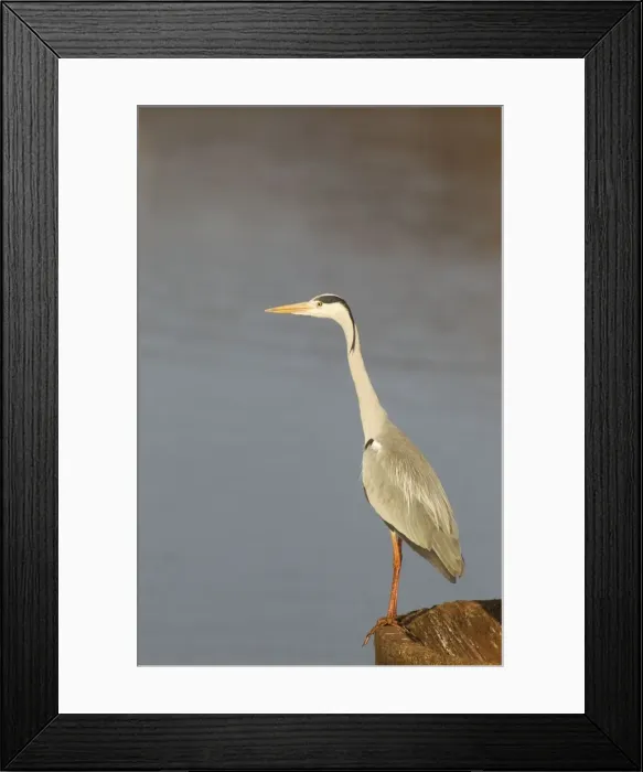 Framed Print : Picture No. 10887248 Framed Print : Picture No. 10887248