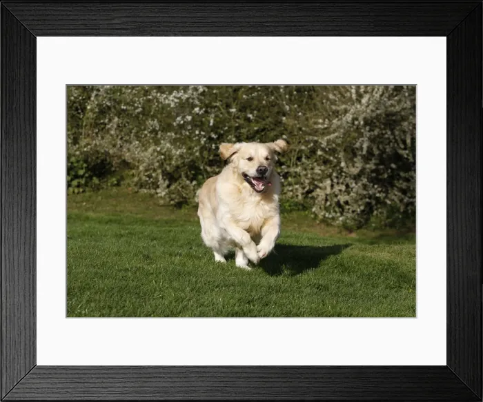 Framed Print : Picture No. 10887731 Framed Print : Picture No. 10887731