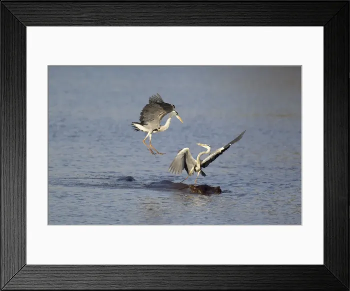 Framed Print : Picture No. 10887245 Framed Print : Picture No. 10887245