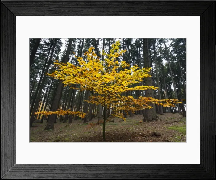 Framed Print : Picture No. 10887311 Framed Print : Picture No. 10887311