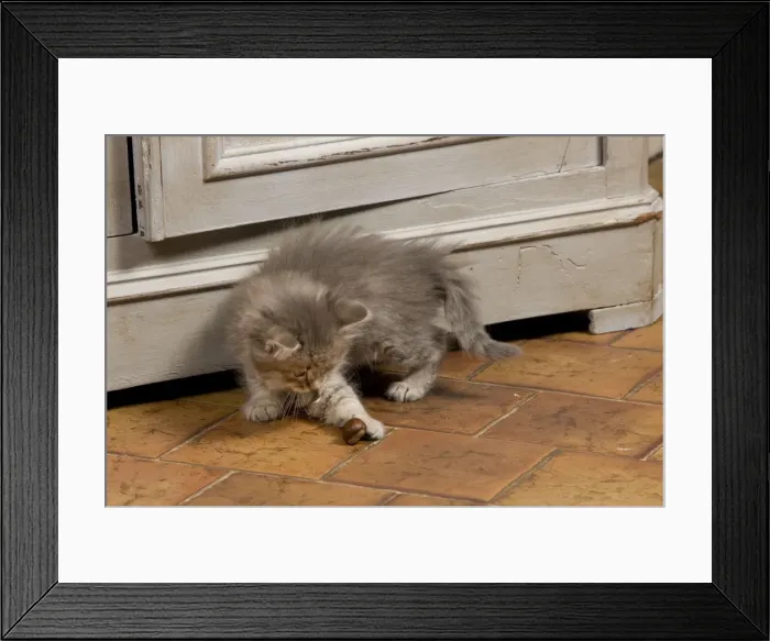 Framed Print : Picture No. 10887725 Framed Print : Picture No. 10887725