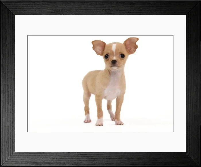 Framed Print : Picture No. 10888008 Framed Print : Picture No. 10888008