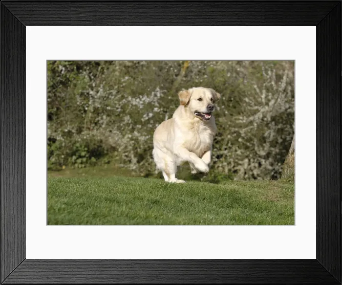Framed Print : Picture No. 10887729 Framed Print : Picture No. 10887729
